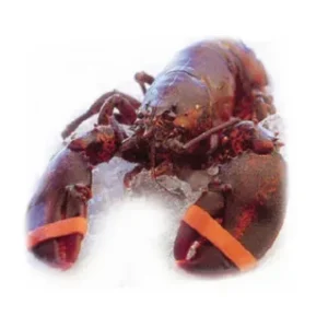 frozen lobsters