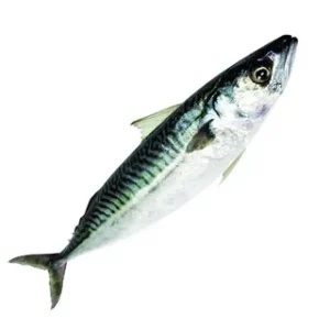 frozen mackerel fish